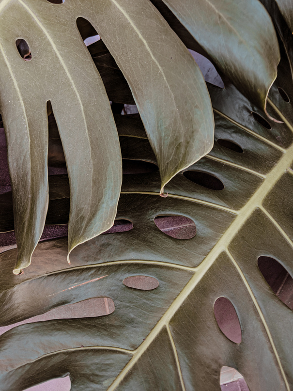 leaves closeup